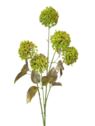 CZOSNEK 5 KWIATOSTANÓW 75CM GREEN