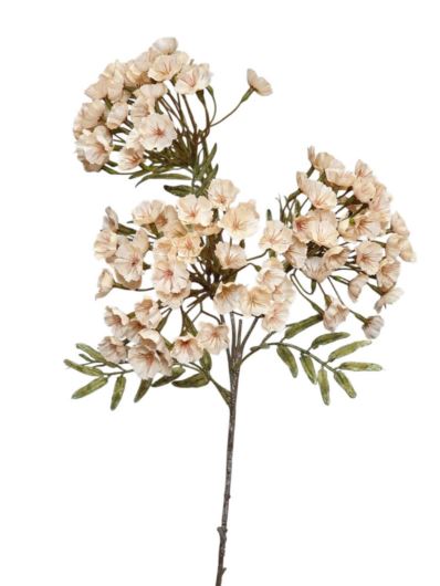 GOŹDZIK BRODATY 3 KWIATOSTANY 72CM CREAM