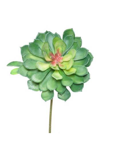 ECHEVERIA SUKULENT GAŁĄZKA 27CM BORDO GREEN