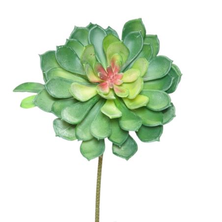 ECHEVERIA SUKULENT GAŁĄZKA 27CM BORDO GREEN