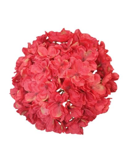 HORTENSJA GŁOWA 20CM CHQ07 5 RED