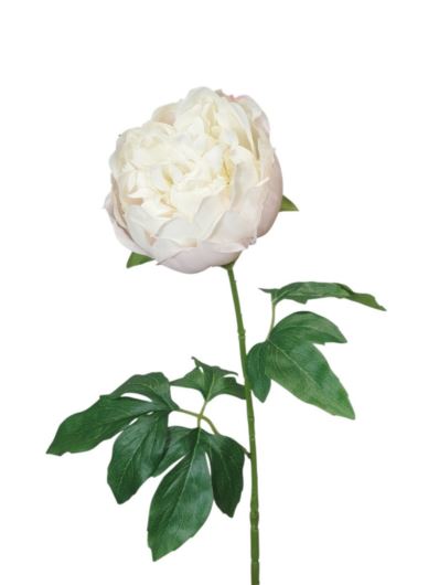 PEONIA NATURAL TOUCH 60CM WHITE PINK