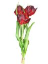 TULIPAN BUKIET GUMOWANY X3