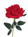 RÓŻA POJ. WELUROWA 75CM RED
