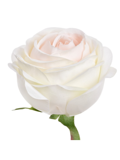 RÓŻA POPPY GŁOWA 9CM SUN564 CREAM/LT.PINK