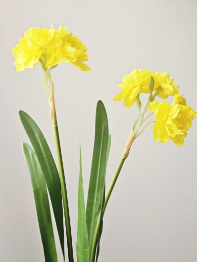 NARCYZ Z LIŚCIEM 60CM SUN645 YELLOW GREEN