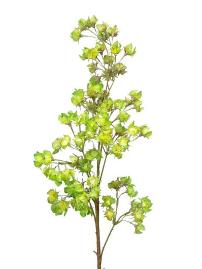 MIECHUNAK KOREAŃSKA GAŁĄZKA 90CM GREEN