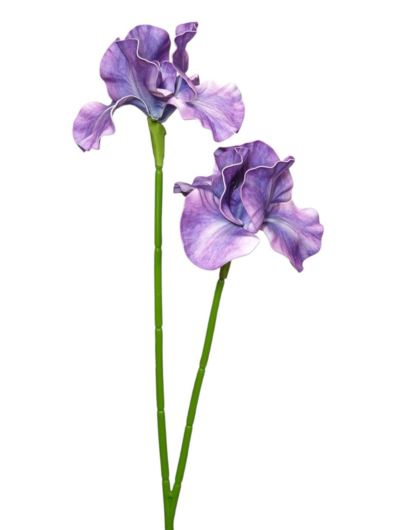 IRYS PIANKA 2 KWIATY 72CM ZHS36 VIOLET