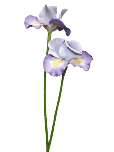 IRYS PIANKA 2 KWIATY 72CM ZHS36 WHITE VIOLET