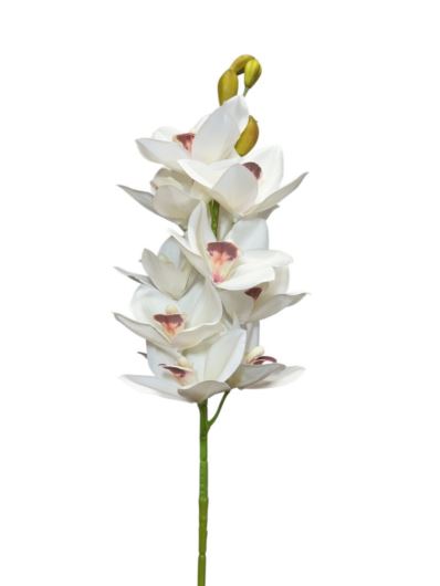 CYMBIDIUM – STORCZYK 90CM ZHS43 WHITE