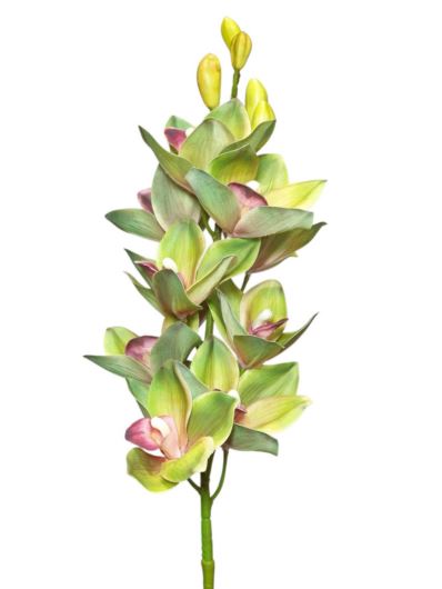 CYMBIDIUM – STORCZYK 90CM ZHS43 GREEN