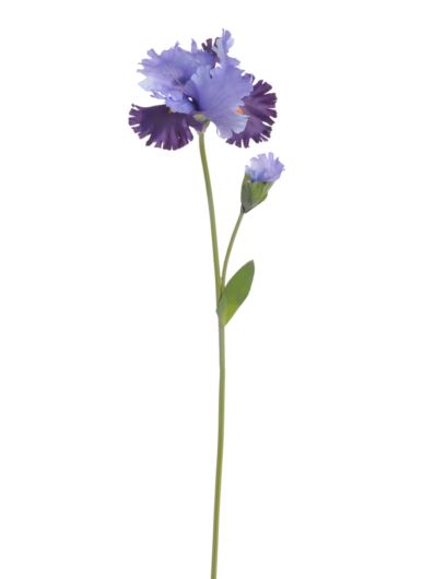 IRYS 1+1 80CM VIOLET PURPLE