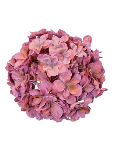 HORTENSJA GŁOWA 20CM CHQ07 A 3 CARMMINA