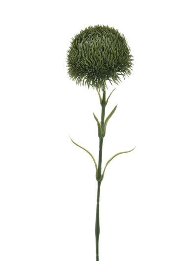 GOŹDZIK BRODATY - DIANTHUS 58CM BUK1022 DR GREEN