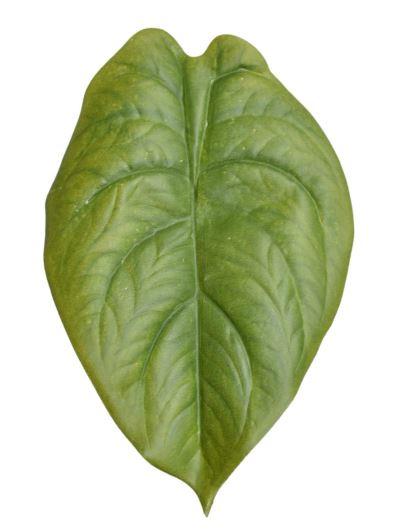 LIŚĆ ALOKAZJA 23CM JUN107 RT JUICY GREEN