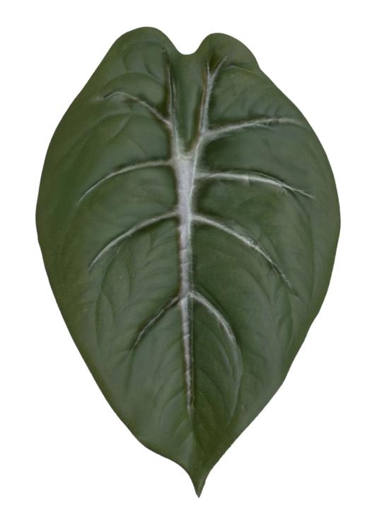 LIŚĆ ALOKAZJA 23CM JUN107 RT GREEN WHITE