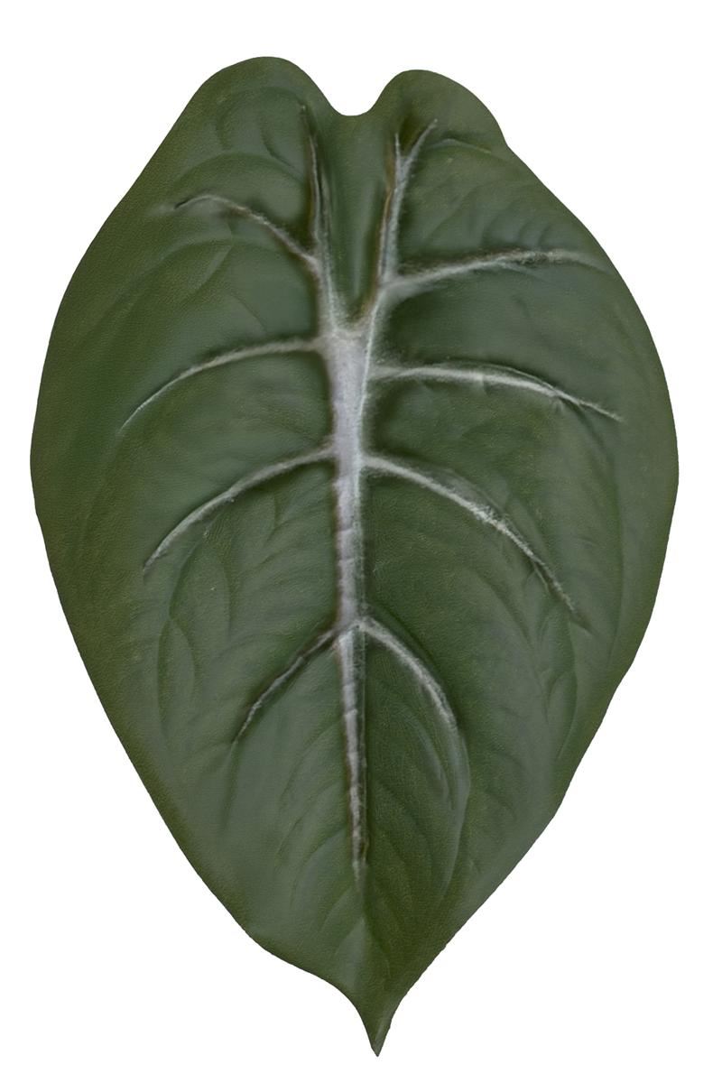 LIŚĆ ALOKAZJA 23CM JUN107 RT GREEN WHITE