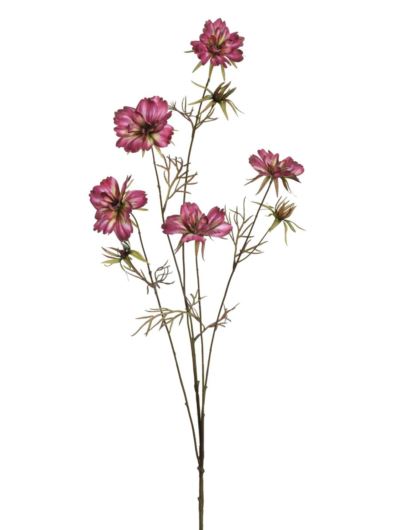 WARSZAWIANKA – KOSMOS 95CM KLM1230 BEAUTY