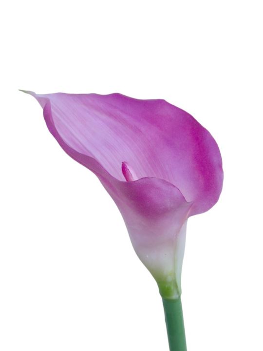 CALLA GUMA 70 CM AL45537  LT PURPLE