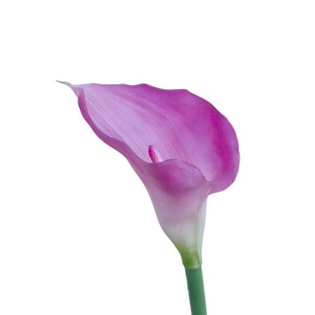 CALLA GUMA 70 CM AL45537  LT PURPLE