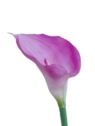 CALLA GUMA 70 CM AL45537  LT PURPLE