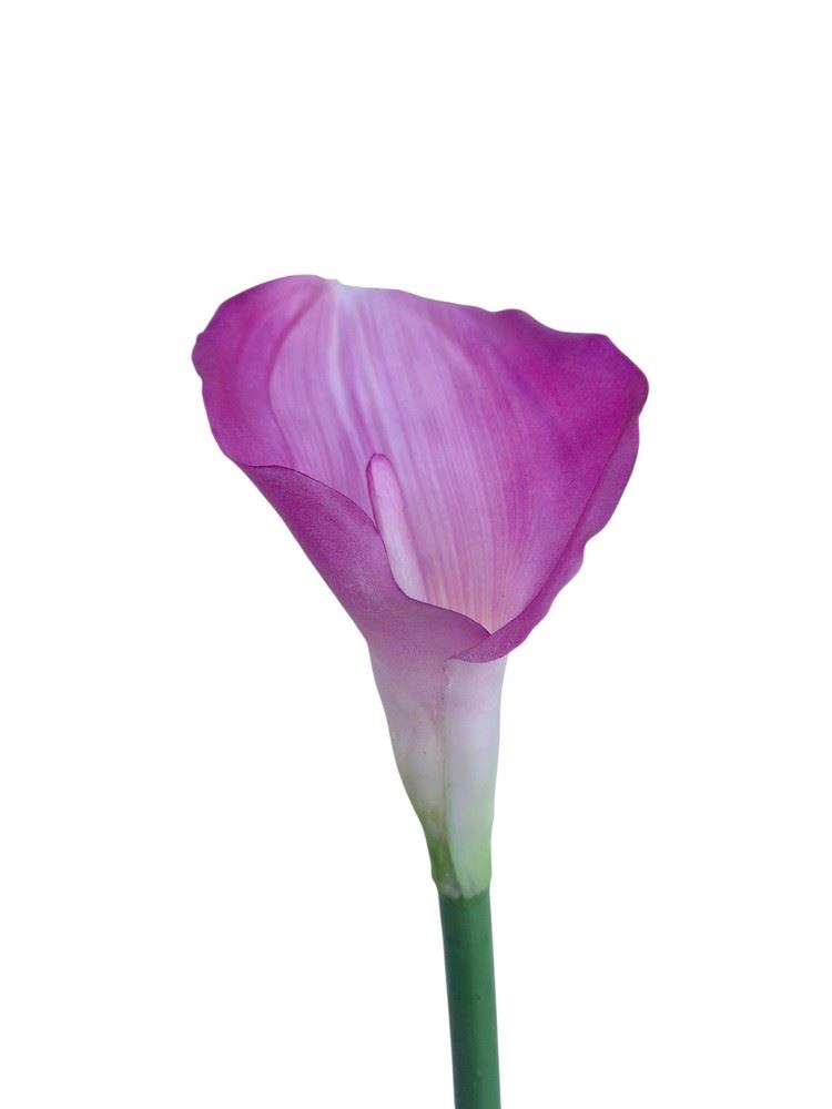 CALLA GUMA 70 CM AL45537  LT PURPLE