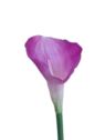 CALLA GUMA 70 CM AL45537  LT PURPLE
