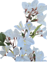 BUGENVILLA GAŁĄZKA 76CM WHITE CREAM