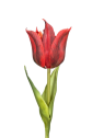 TULIPAN NATURALNY W DOTYKU - GUMA 25CM / 4710 RED