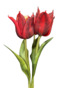 TULIPAN NATURALNY W DOTYKU - GUMA 25CM / 4710 RED