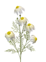 JEŻÓWKA GAŁĄZKA 5 KWIATÓW 85CM CREAM