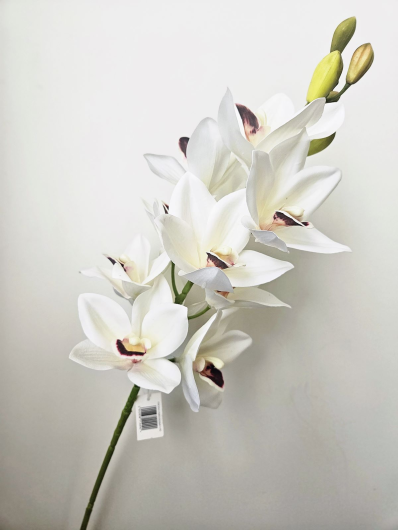 CYMBIDIUM – STORCZYK 90CM ZHS43 WHITE