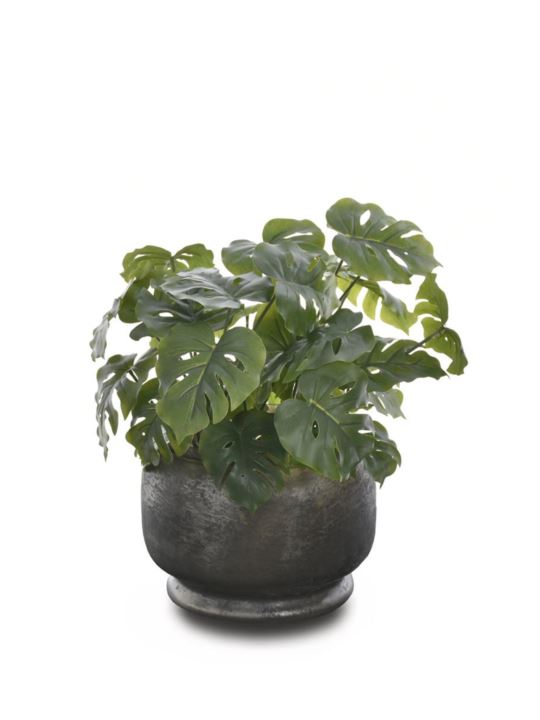 MONSTERA MAŁA BUKIET 32CM ART IVY12 GREEN