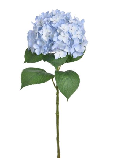 HORTENSJA POJ. 70CM SUN559 BABY BLUE