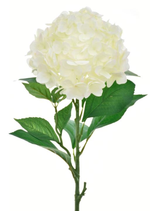 HORTENSJA POJ. DUŻA  80CM SUN643 CREAM LT GREEN