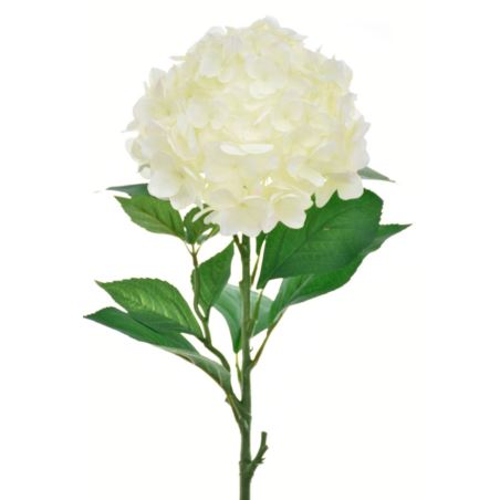 HORTENSJA POJ. DUŻA  80CM SUN643 CREAM LT GREEN