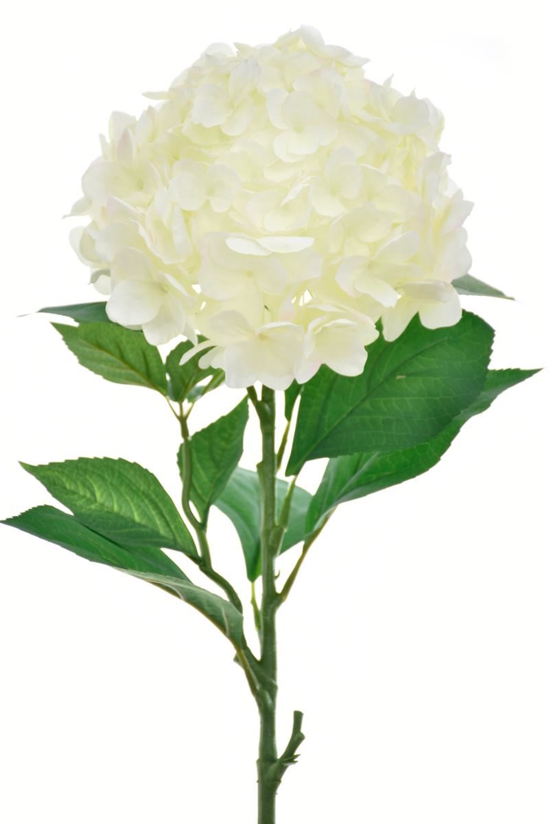 HORTENSJA POJ. DUŻA  80CM SUN643 CREAM LT GREEN