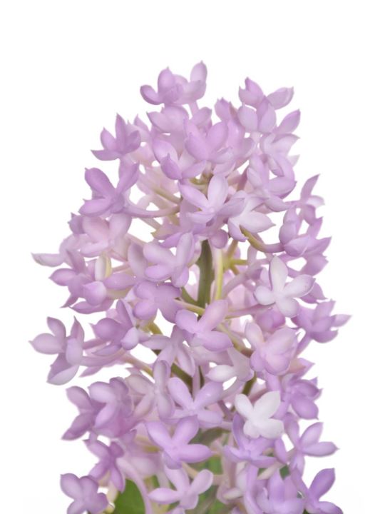 BEZ GAŁĄZKA 53CM TAY1003 REAL TOUCH PINK