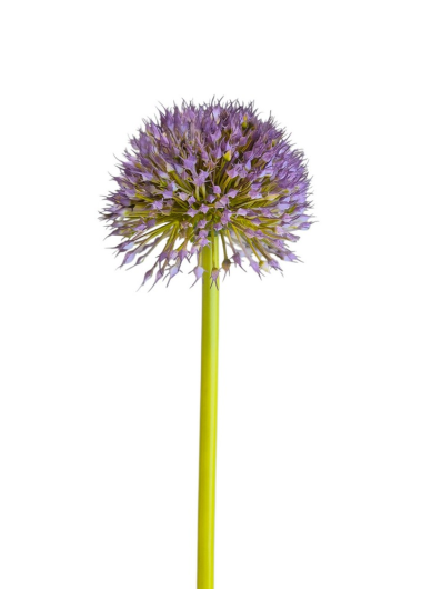ALLIUM - CZOSNEK 48CM XH70 VIOLET GREEN