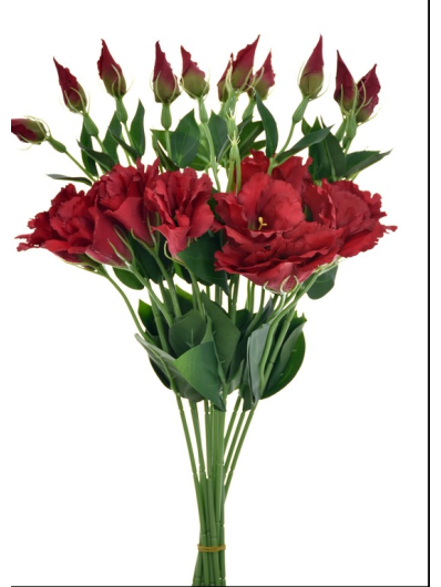EUSTOMA NA PIKU 47CM SUN357 RED GREEN