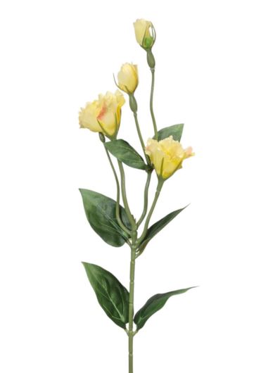 EUSTOMA DROBNA PICK 56CM LZ021E LT YELLOW