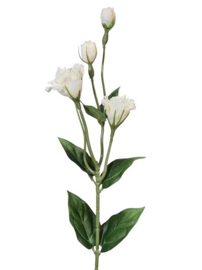 EUSTOMA DROBNA PICK 56CM LZ021E WHITE
