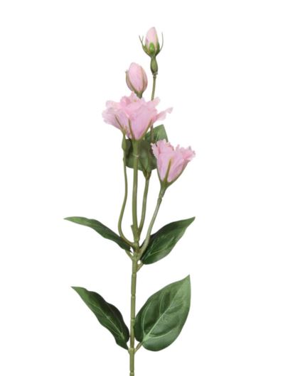 EUSTOMA DROBNA PICK 56CM LZ021E POWDER PINK