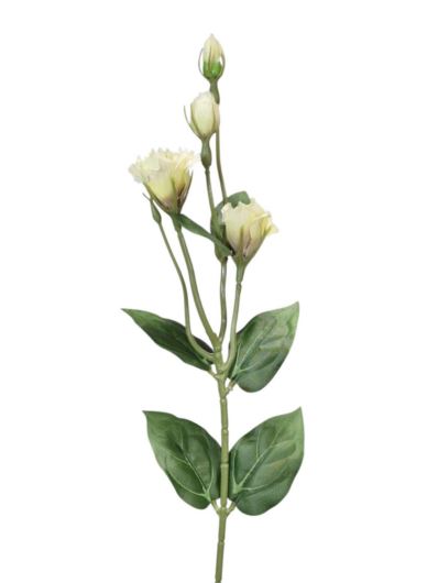 EUSTOMA DROBNA PICK 56CM LZ021E LT GREEN