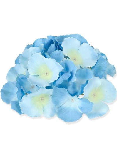 HORTENSJA GŁÓWKA 17CM / LE18 PACYFIC BLUE