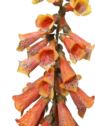 NAPARSTNICA GAŁĄZKA 80CM ORANGE