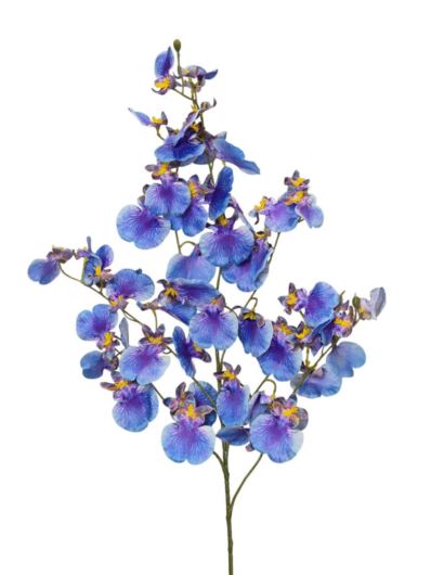 STORCZYK DROBNY MILTONIOPSIS 80CM BLUE VIOLET