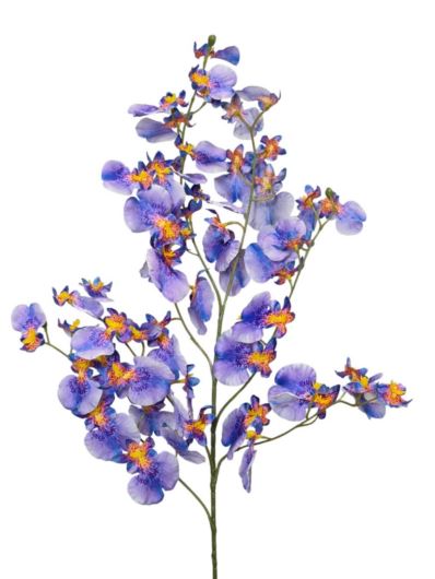 STORCZYK DROBNY MILTONIOPSIS 80CM PURPLE VIOLET