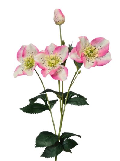 HALLEBORUS GAŁĄZKA 70CM  VIP6917 PINK WHITE