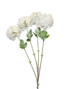 KALINA VIBURNUM 4 KWIATY 84CM OLD CREAM